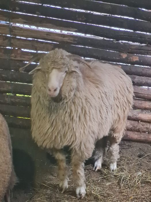 Oi gestante grase și frumoase pe ales