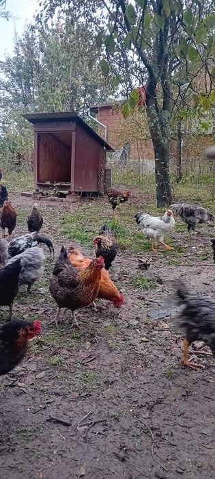 Disponibil pui si găini Wyandotte,Australorp,Italiene.