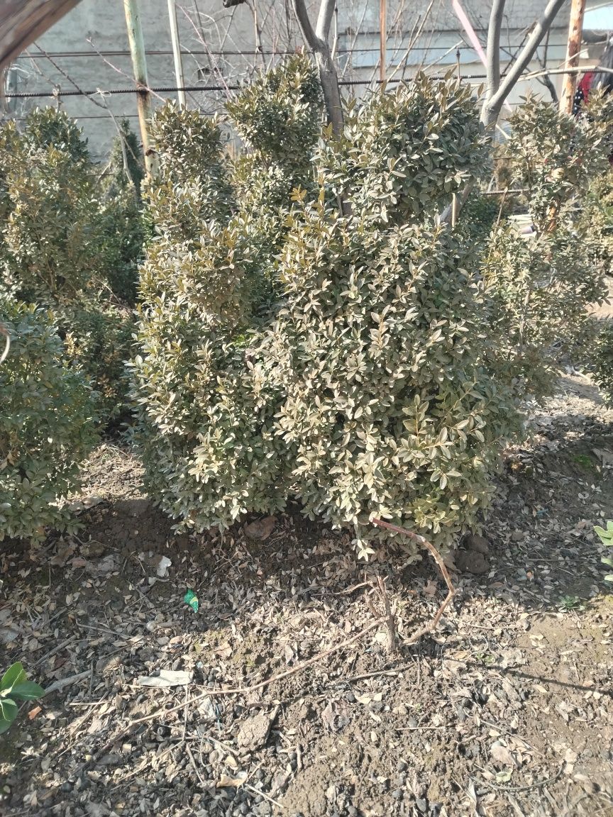 шамшод кучат бор