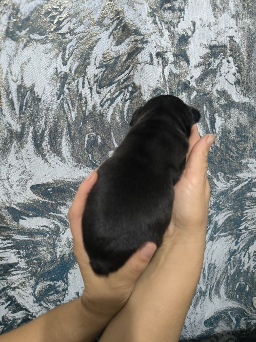 Щенок  французик