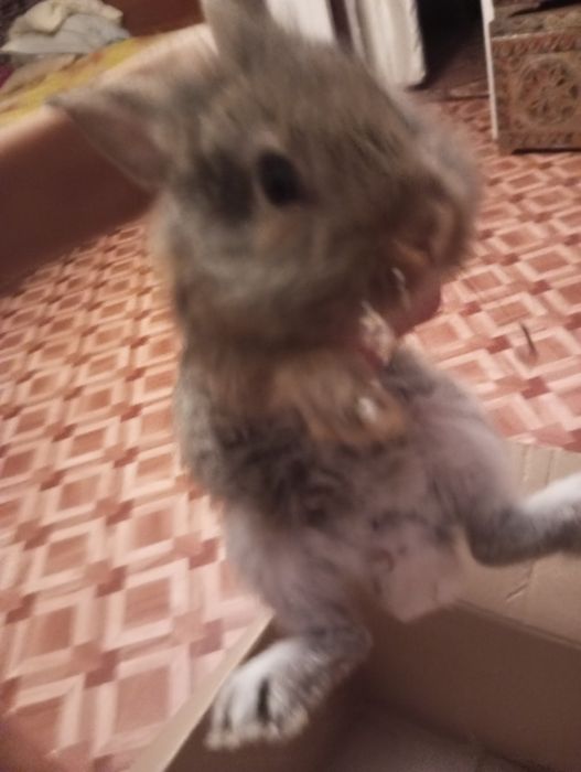 Продам кролика миленький