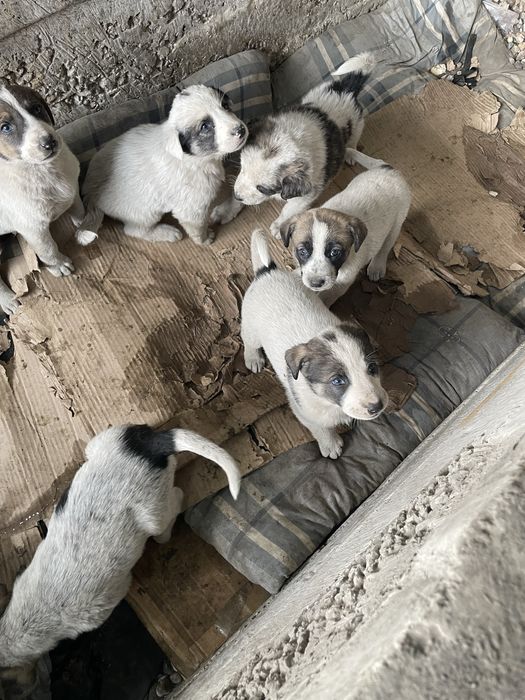 Отдадим в  хорошие руки