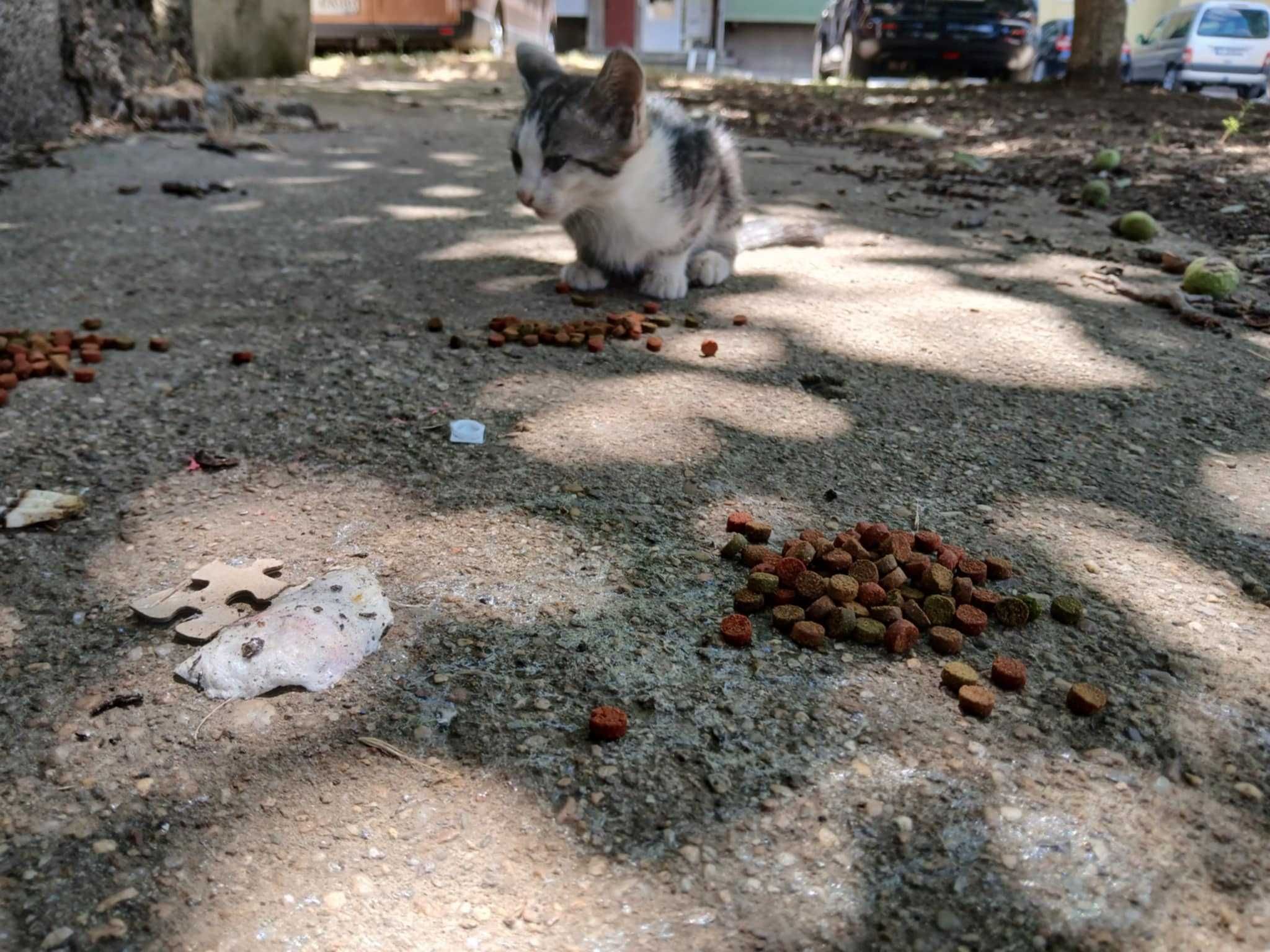 Котенца за осиновяване