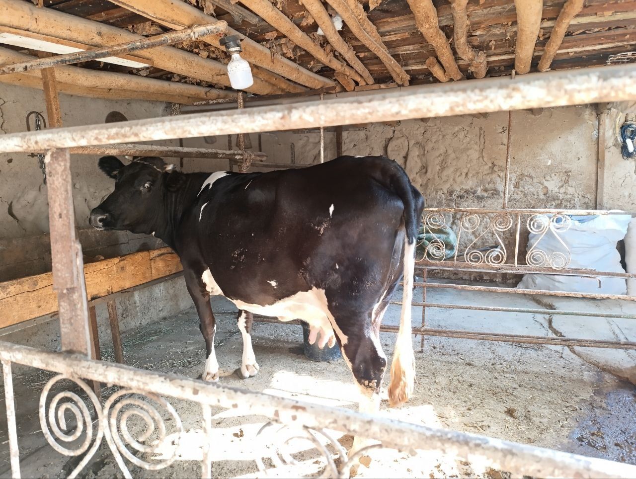 Sigir sotiladi srocna