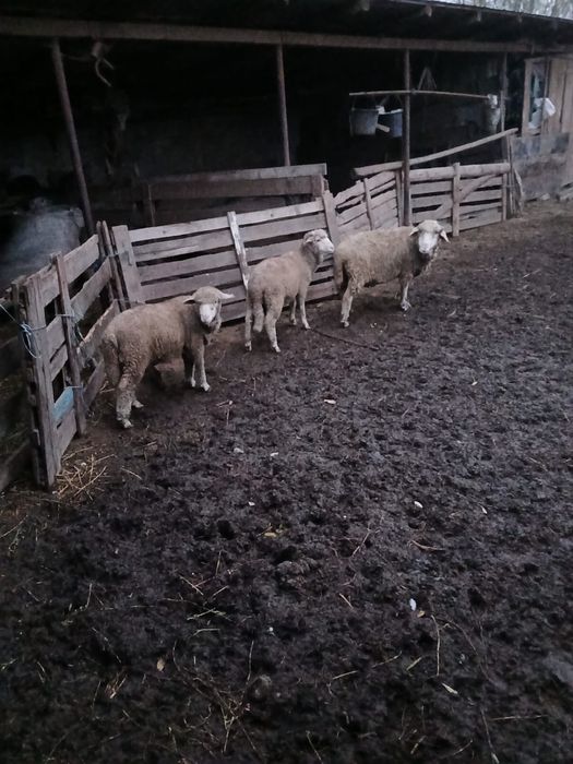 Vând dor cârlani si o oaie