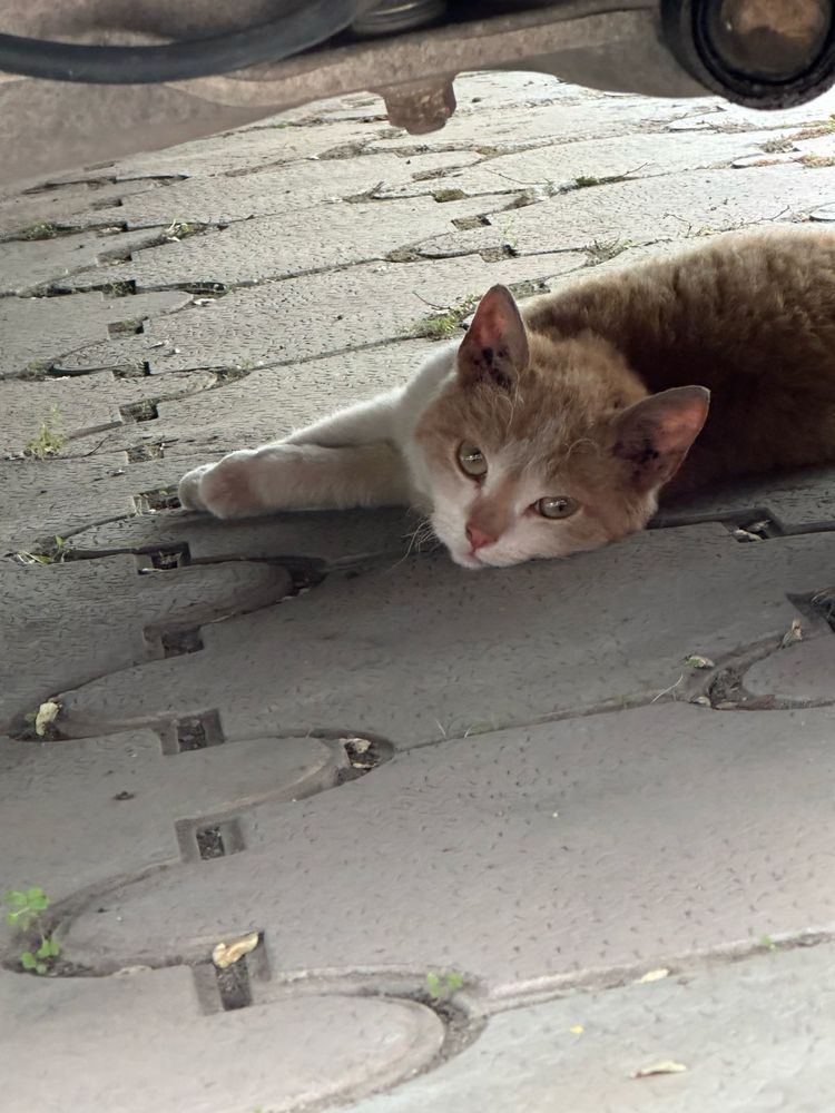 Отдам котят породистых