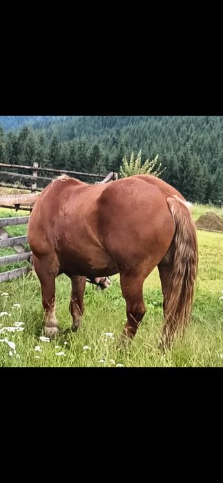 Vand cal, vârsta 6 ani. Preț: 3300€