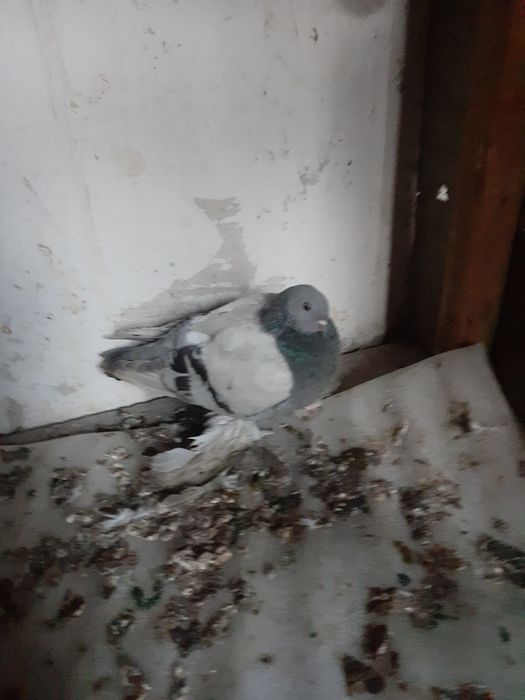 Голуб боиныи нет доставки