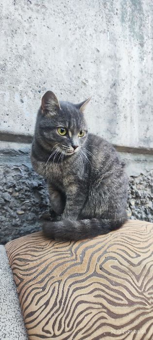 Отдам котенка дымчатого