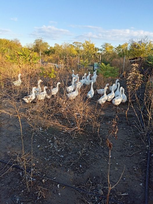Gâste Brăila Tufesti
