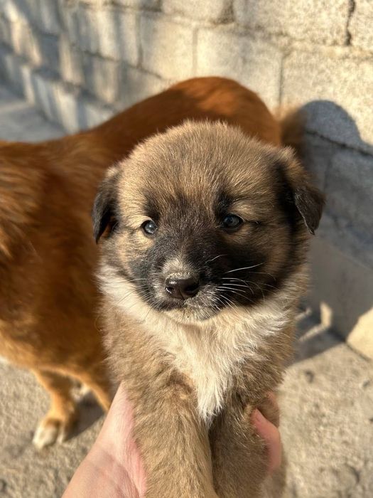 Маленькие щенята бесплатно!!