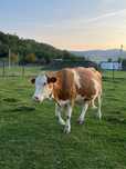 Vaca baltata bună de lapte.