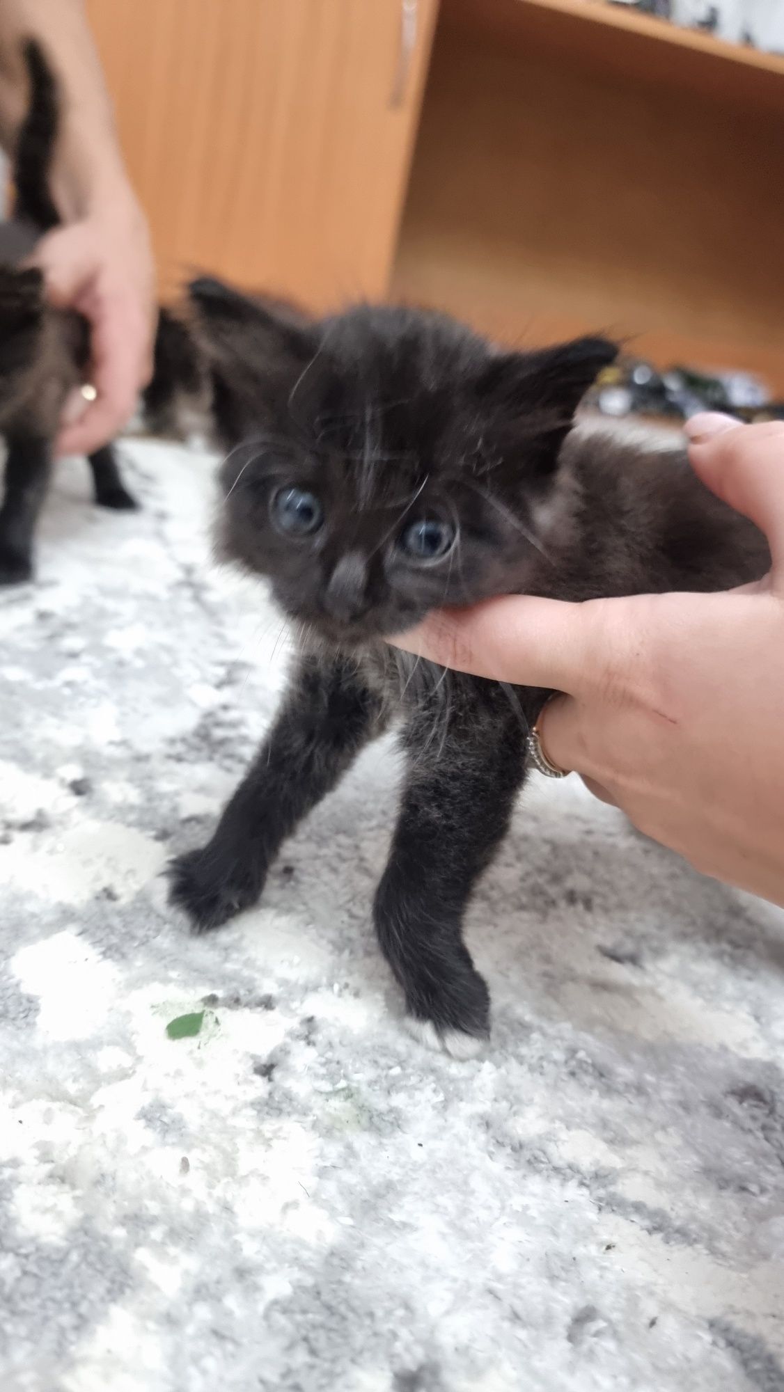 Отдам котят в добрые руки