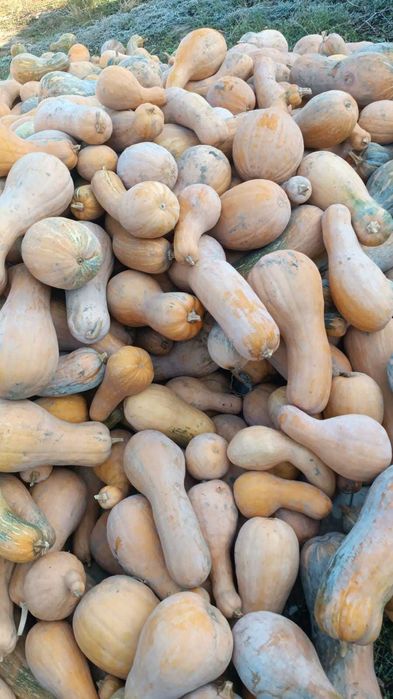 Продам домашнюю тыкву