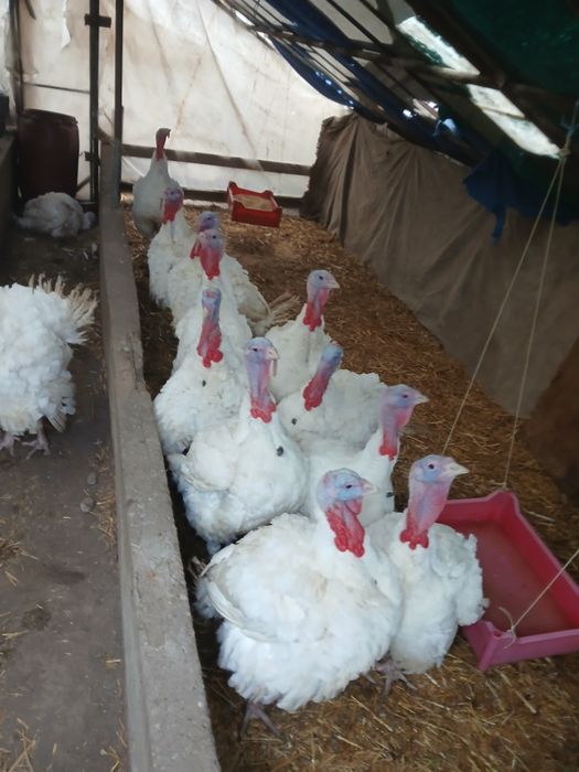 Curcani de tara pret 32 lei