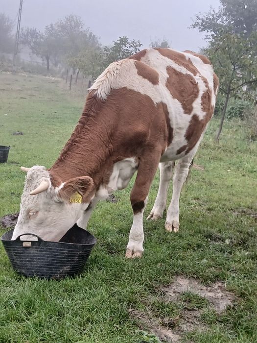 Vând juninca la prima fătare trebuie sa fete la 1  decembrie, blândă