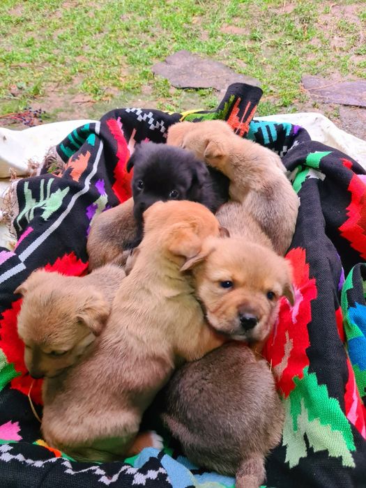 Căței Rasa Mix Lup Ciobănesc German Lucru Black cu Labrador.