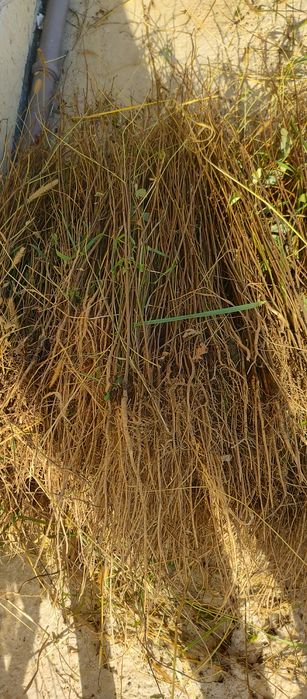 Puieți salcâm frasin mesteacăn fag carpen tei