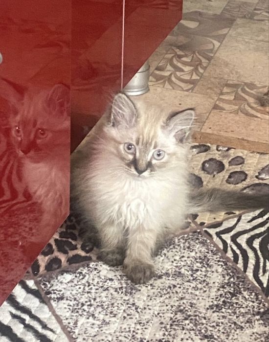 Отдам котят бесплатно