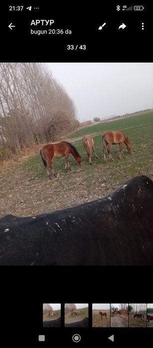 Тойлар сотилади 40 миллон ками бор