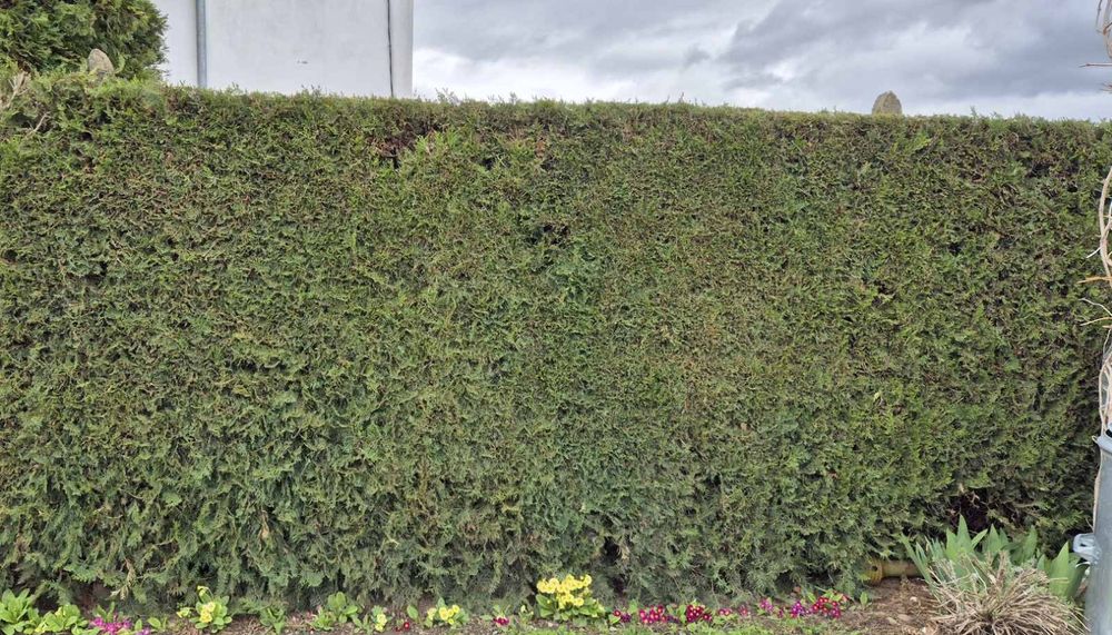 ТУЯ ИЗТОЧНА Висока 1.5м+