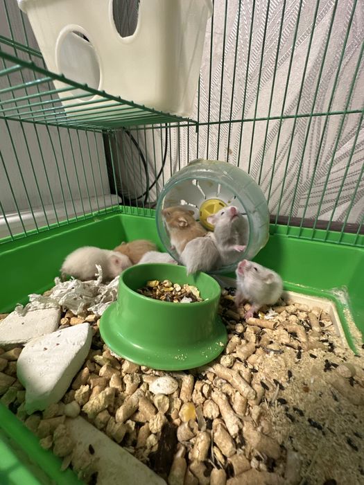 Продам милых короткошерстных сирийских хомячков!