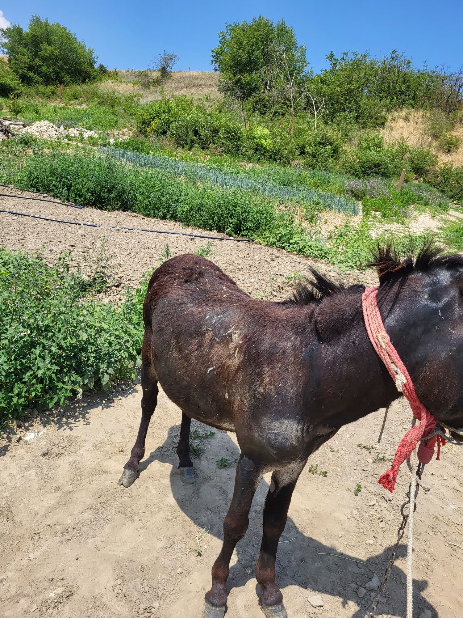 magar de vanzare