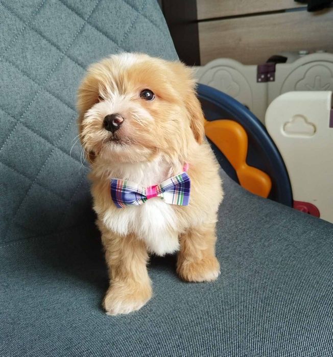 Shih-poo dogs/mini poodle