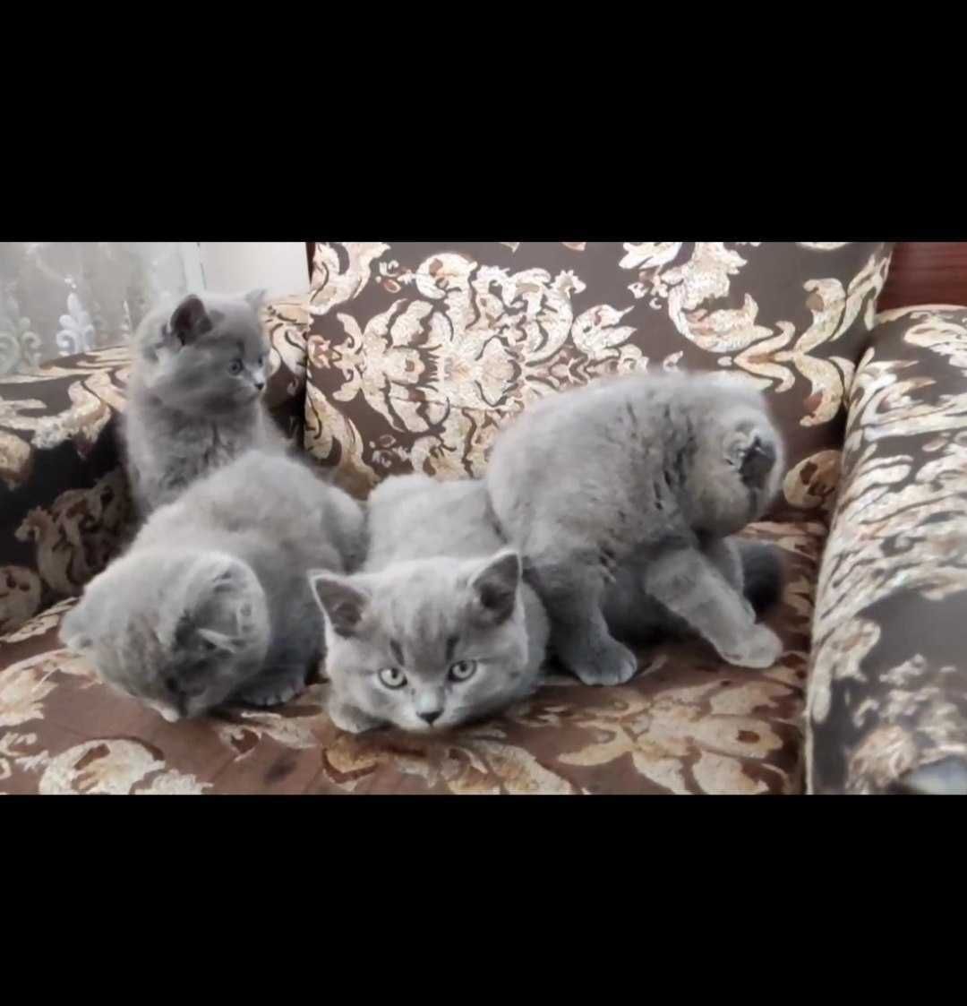 Кот Скоттиш Фолд на вязку