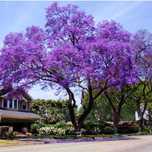 Pomi ornamentali paulownia tomentosa
