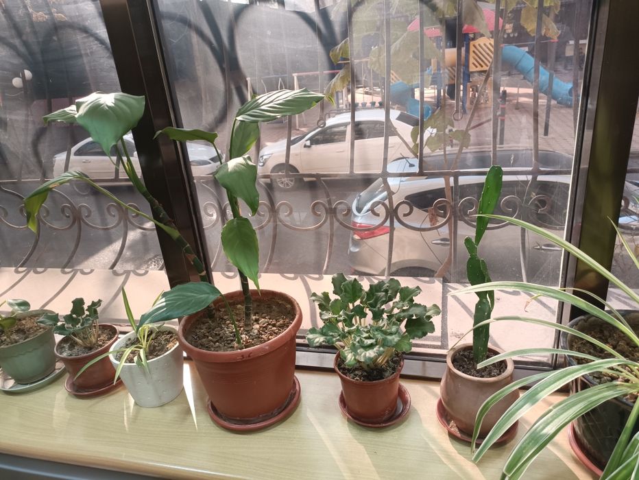 Продам цветы комнатные любой 25000 сум