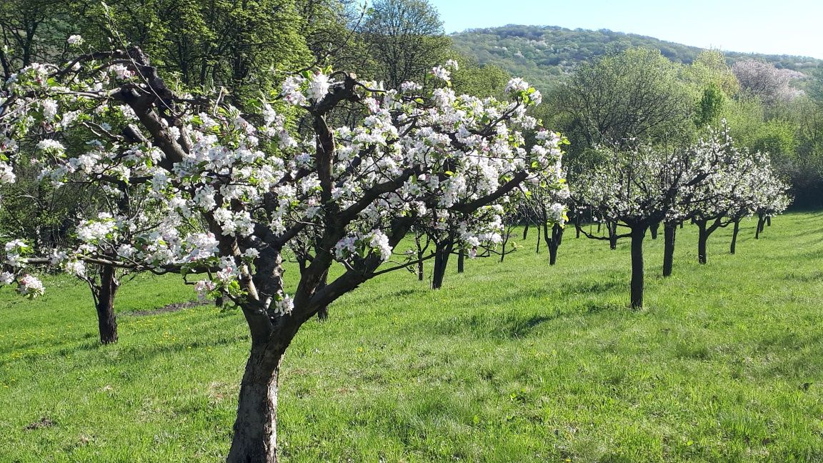 Vand livada pomi fructiferi Gusterita Aleea Castanilor