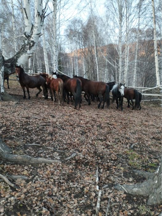 Продается жеребец 5 лет