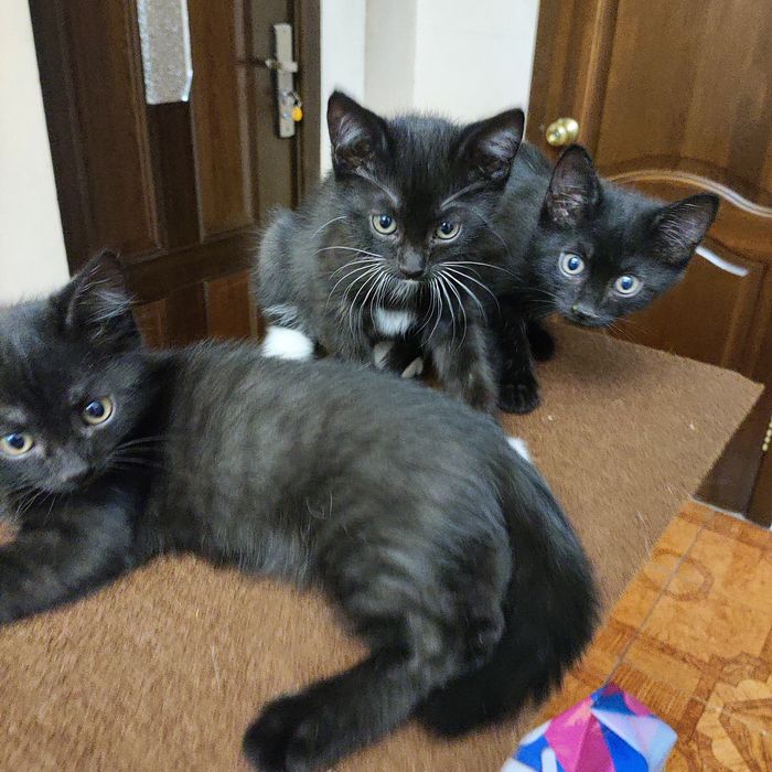 Два черных котенка