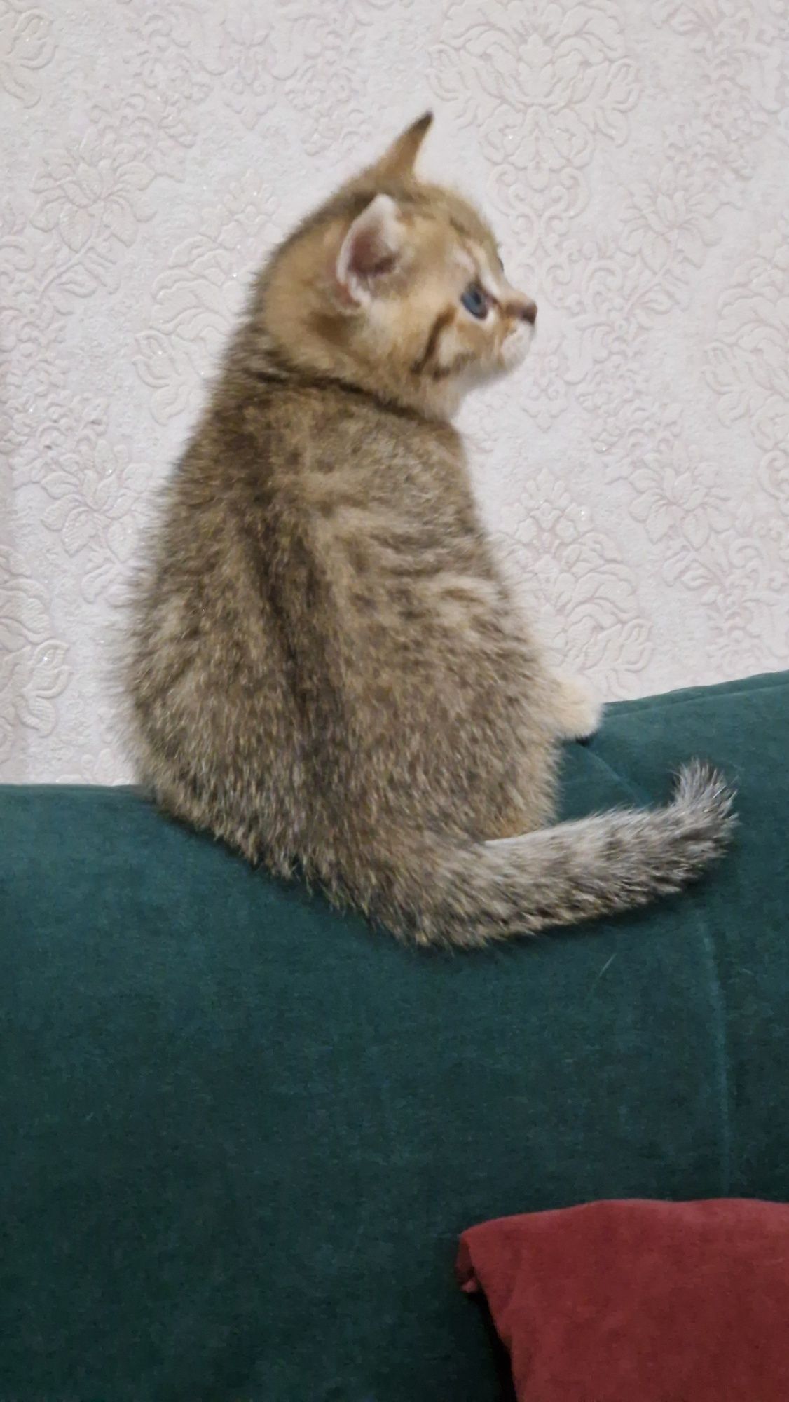 Продается британка