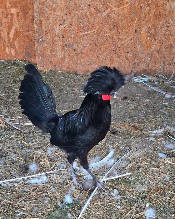 Cocosei de Motată Olandeză !
