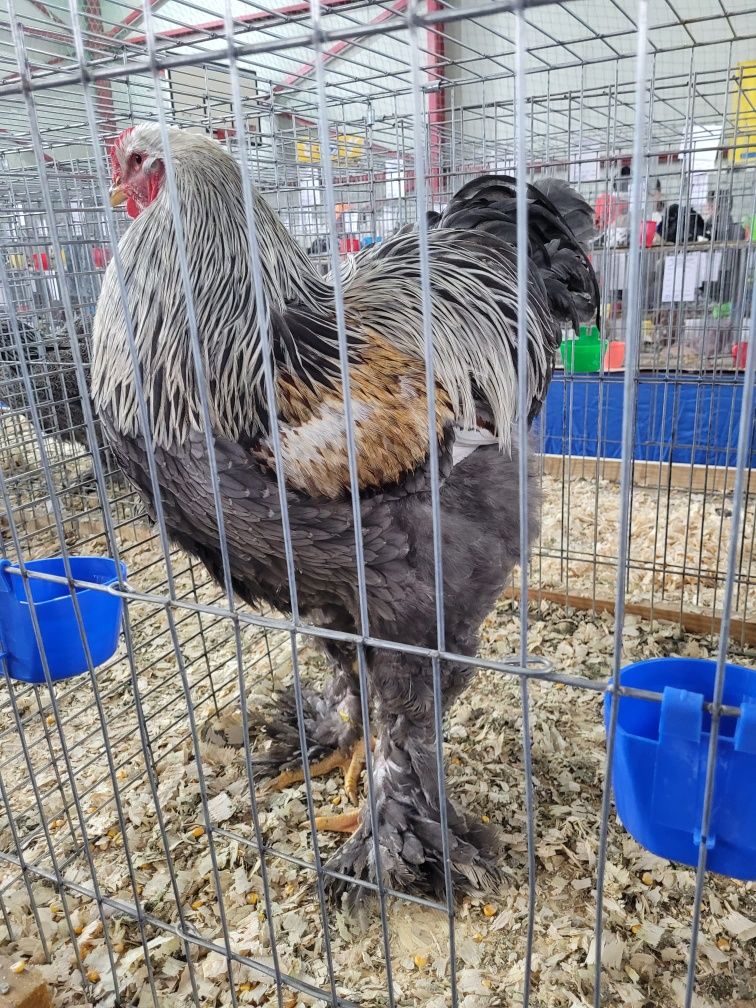 Pui sau oua pentru incubat Australorp, Isa brown si Brahma HD si Bso