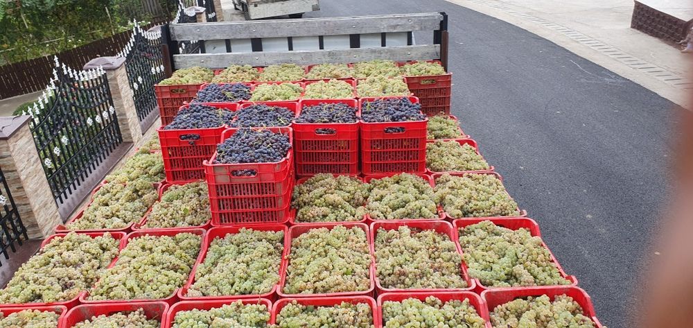 Vand struguri de vin