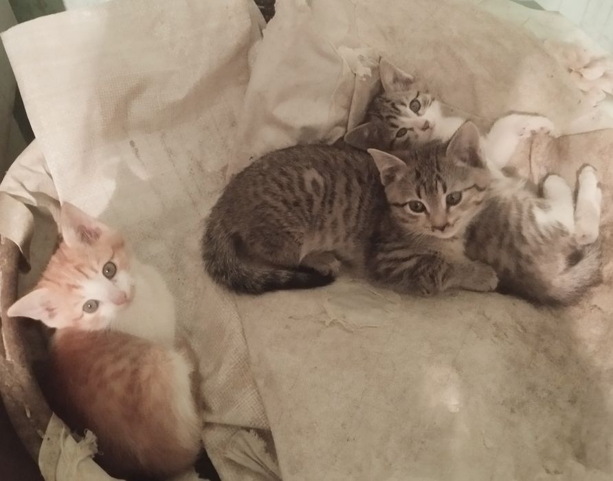 Котенок мальчик бесплатно