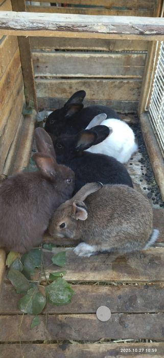 Продаётся Крольчата