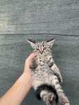 Бесплатно котята