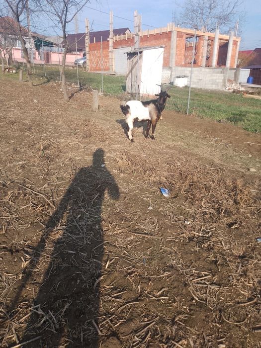 Vând un țap bun de monta