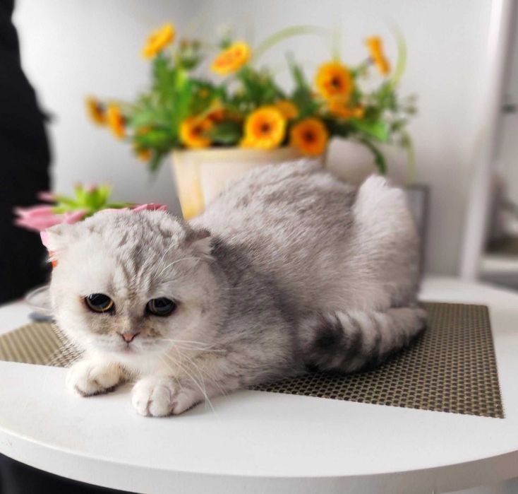 Baietel Scottish Fold Shorthair