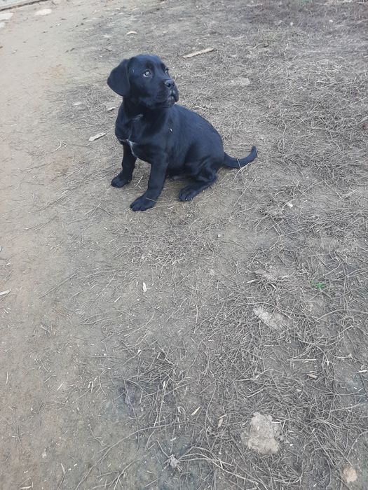 Cane corso negru