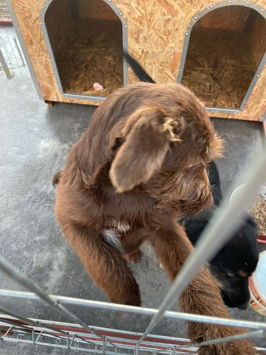 Donez cățelușă mama labrador