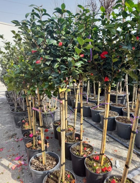 Plante ornamenatle orice specie livrare oriunde in tara