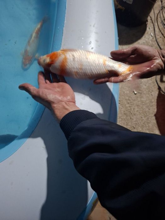 Baliq  риба японский койa