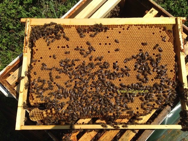 Stupi de vanzare cu familii de albine in Simnicu de Sus