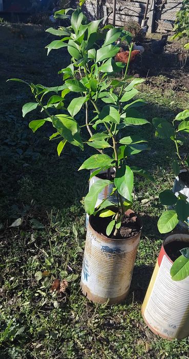 Лимонени дръвчета