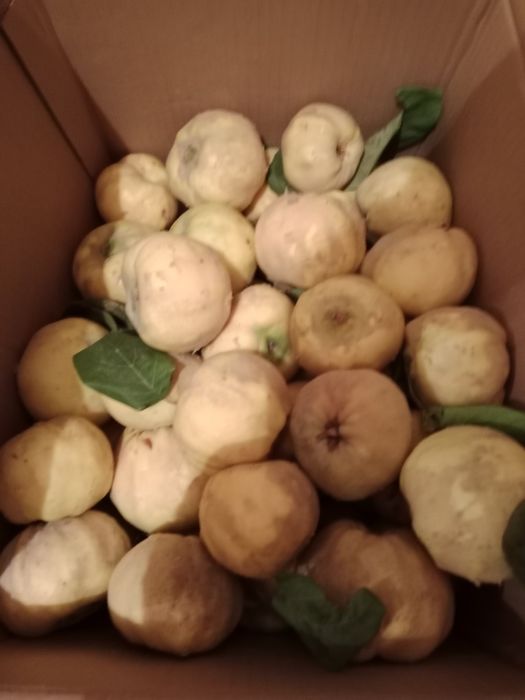 Продаю Айву очень вкусная ароматная